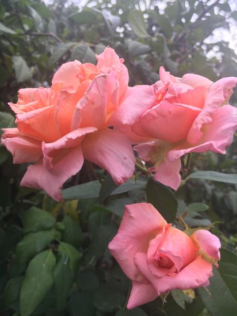 418BA593-24DF-47EF-AB80-A4821C4A492D - Septembrie 2018