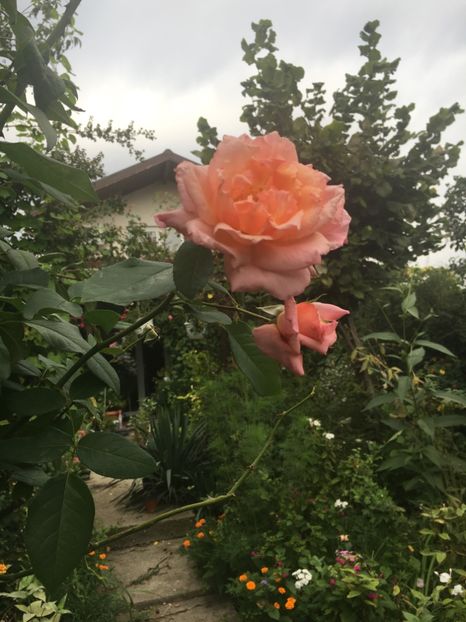 B76B4820-A697-4E42-8D6C-BEFCF84C6E8F - Septembrie 2018