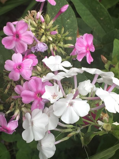 0B02503D-30FB-4C2F-96E0-7FF866E2FBCD - Septembrie 2018