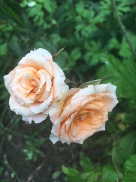 F493FBAB-41CF-46C9-A49E-C733F7157D1A - Septembrie 2018