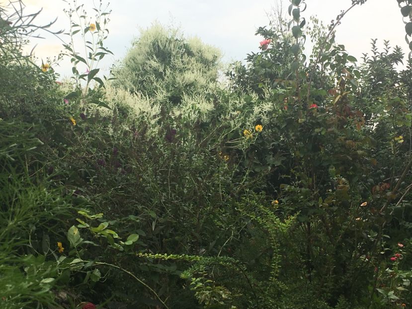 F1F6F943-6B15-4941-8135-3382878BDE5B - Septembrie 2018