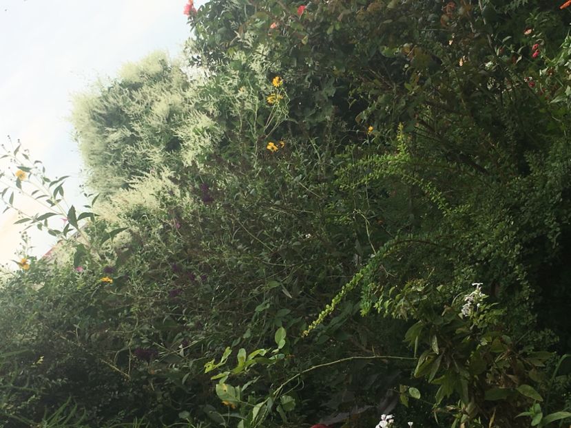 2B2C70C6-5B60-40B1-A15E-F5580E3378F1 - Septembrie 2018