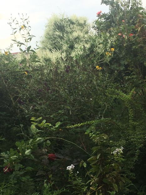 F8173A70-7A53-49B8-93C3-3A2A3F03DA87 - Septembrie 2018