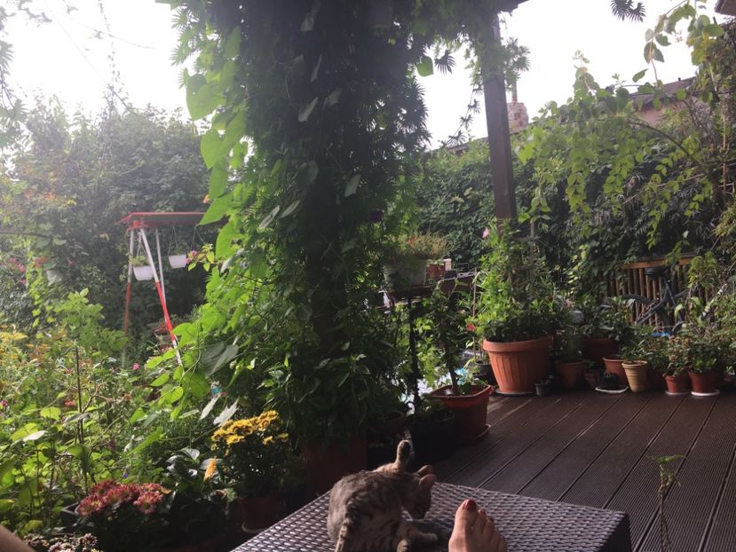 0A1D3E84-46A6-42B1-B3A2-D10EEF5CDAB8 - Septembrie 2018