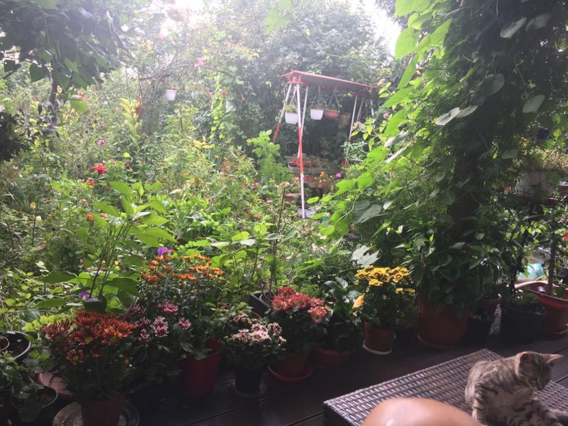 D974D93C-2EF0-4D8D-98F4-5C40D7C0C07F - Septembrie 2018