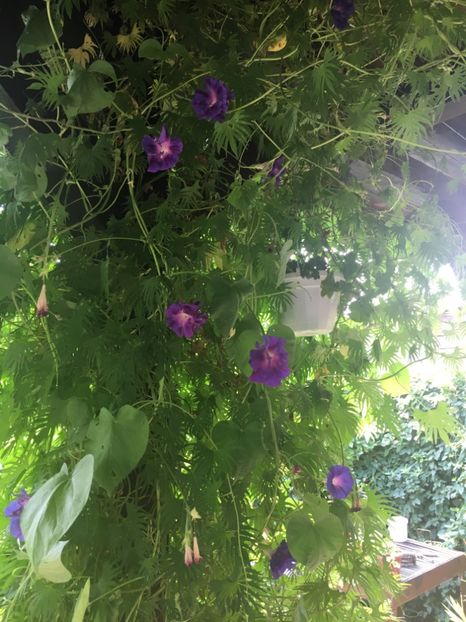 589BFB92-8E7A-48E1-BE3F-4587105B4EE6 - Septembrie 2018