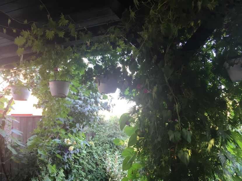 35671A03-07EE-42AC-A7CD-247A8438AB95 - Septembrie 2018