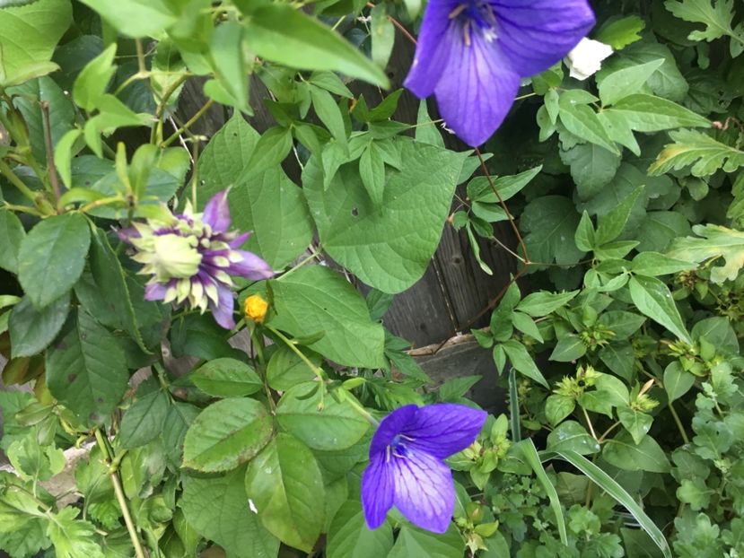 370A1A2A-A64A-42E9-9E3C-2C6068135E93 - Septembrie 2018