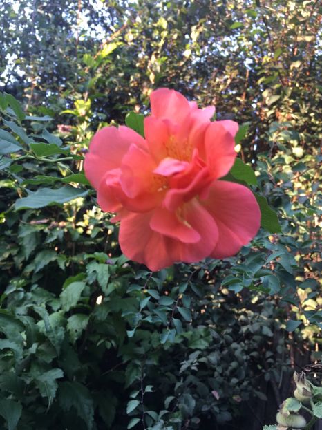 D2CDBA0B-F30B-495B-8FCF-F7F8C3057461 - Septembrie 2018