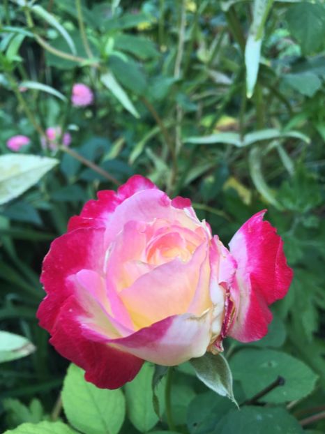 2AD5C4F8-8E32-418D-8247-AA63E51BB558 - Septembrie 2018