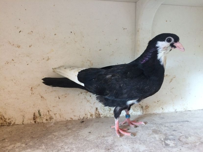 194 - 1-Lot zbor 2018