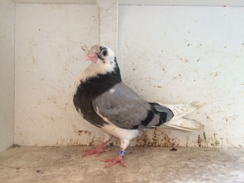 197 - 1-Lot zbor 2018