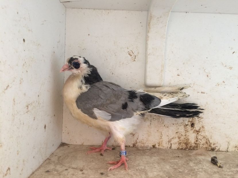 206 - 1-Lot zbor 2018