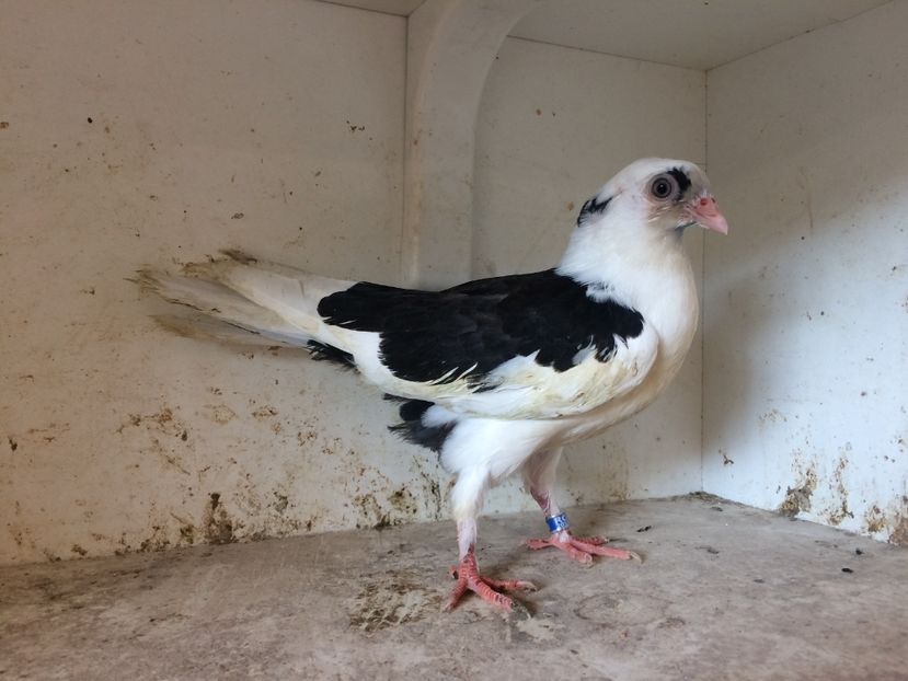 181 - 1-Lot zbor 2018