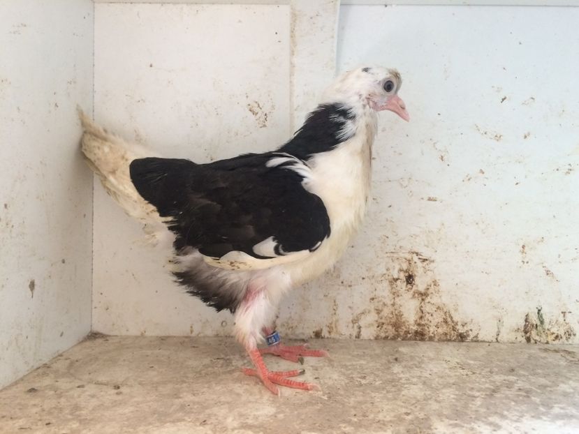 177 - 1-Lot zbor 2018