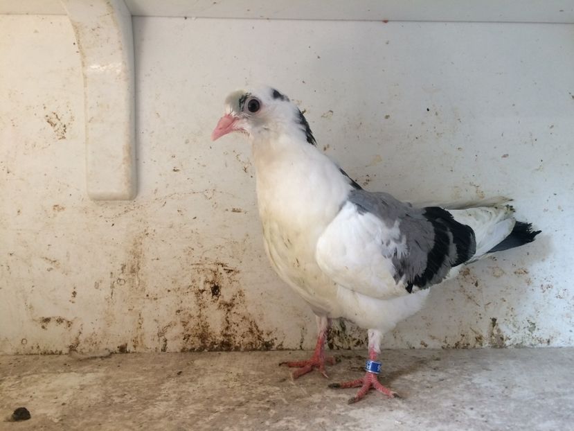 208 - 1-Lot zbor 2018