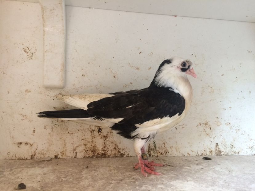 192 - 1-Lot zbor 2018