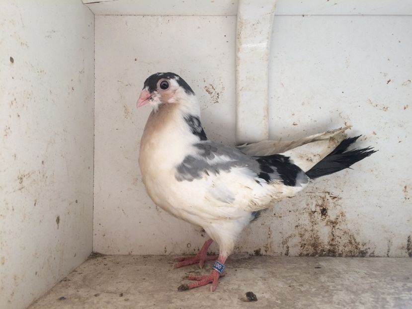 165 - 1-Lot zbor 2018