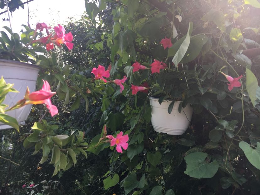 827D8D65-0BA6-4F30-801D-B54272E40408 - Mandeville 2018