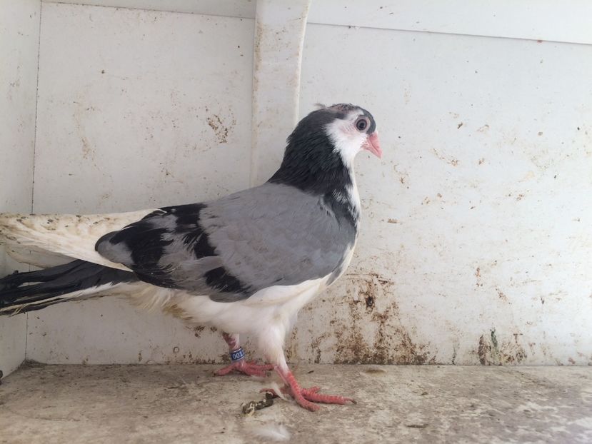 196 - 1-Lot zbor 2018