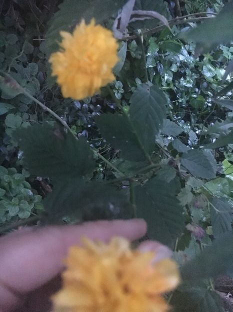 41C11456-8F27-473B-A615-4EEC29D84A62 - Arbuști 2018