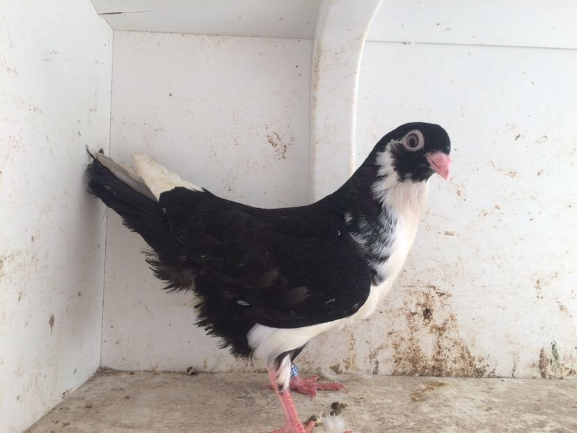 203 - 1-Lot zbor 2018