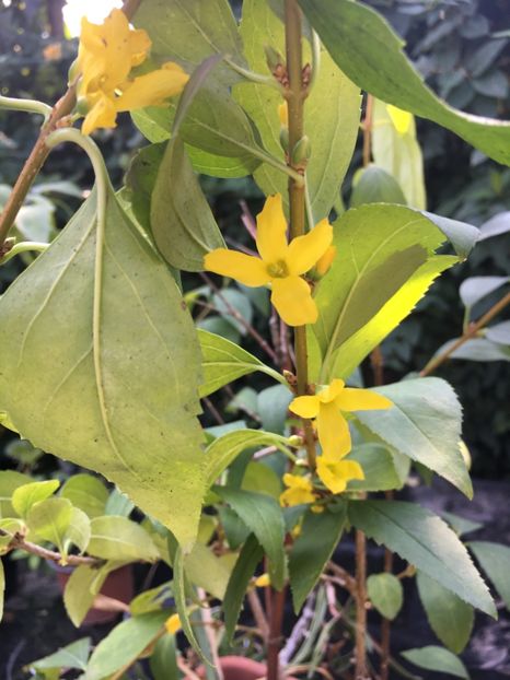 2F1130FA-35F8-4A93-A628-B4F6A95640B4 - Arbuști 2018