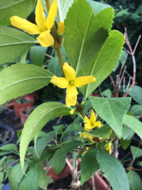 7C13B986-562F-4484-88A4-18B7F8133C16 - Arbuști 2018