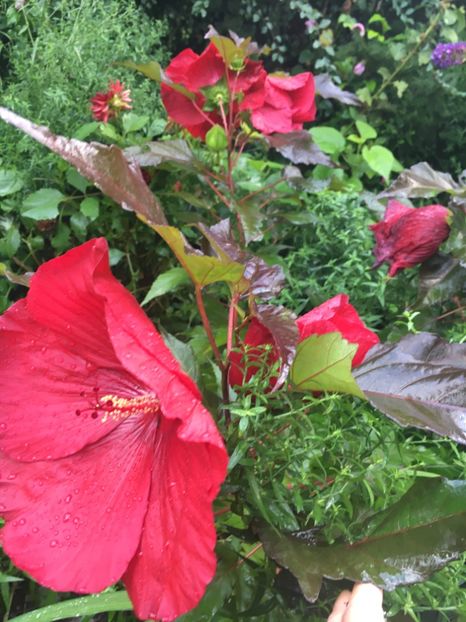 873279CD-32BD-4687-AD4A-61E99E850172 - Hibiscus moscheutus
