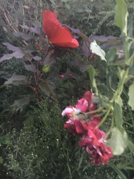 4EE46F48-D487-4A06-BA38-EB808301AF51 - Hibiscus moscheutus