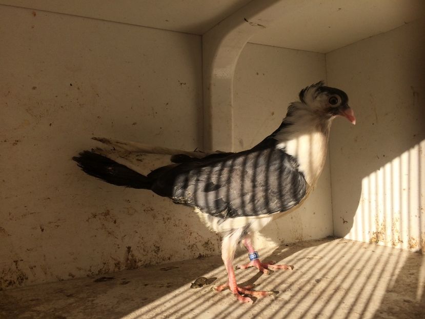 166 - 1-Lot zbor 2018