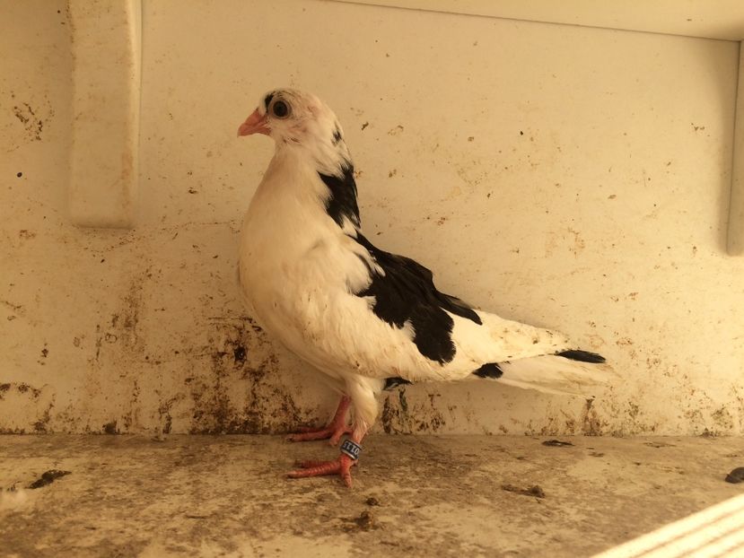 199 - 1-Lot zbor 2018