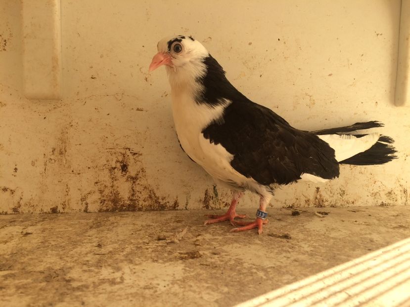 201 - 1-Lot zbor 2018