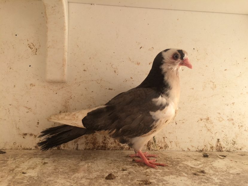 172 - 1-Lot zbor 2018