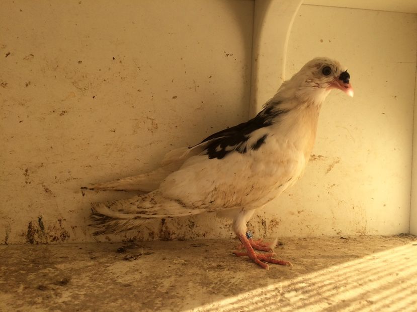 200 - 1-Lot zbor 2018