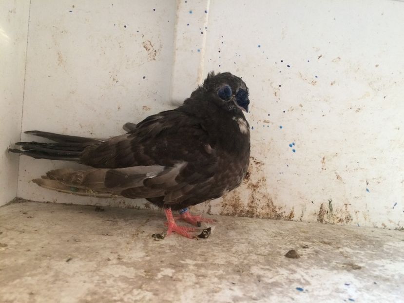 159 - 1-Lot zbor 2018