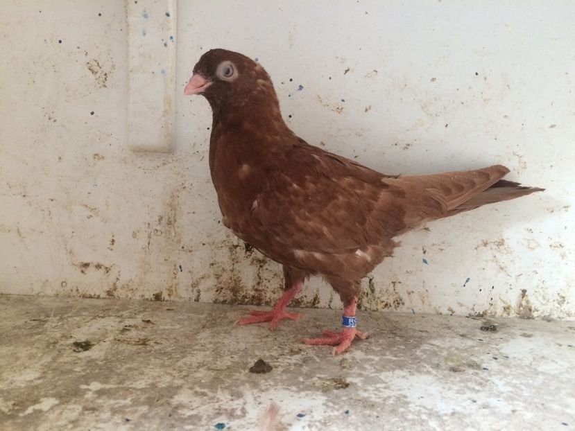 168 - 1-Lot zbor 2018