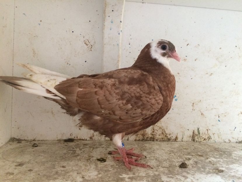 210 - 1-Lot zbor 2018