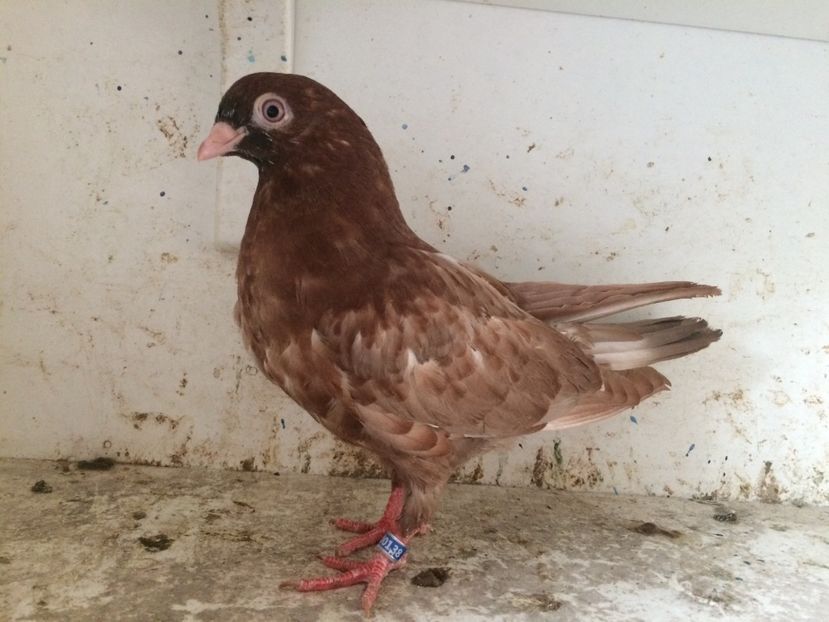 167 - 1-Lot zbor 2018