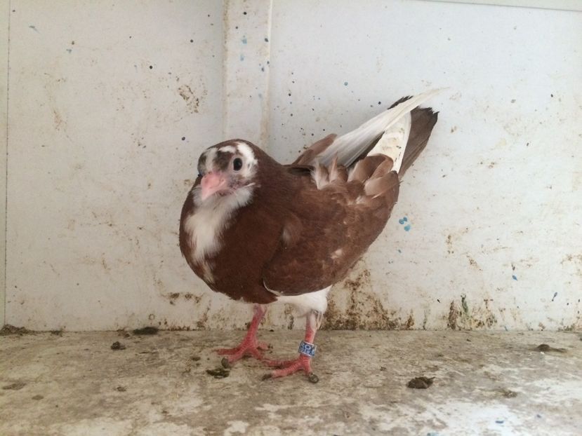 211 - 1-Lot zbor 2018