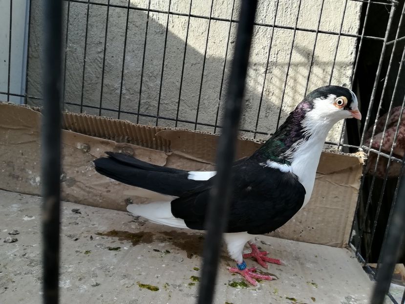 M 2018_3300 - porumbei care mi-au apartinut