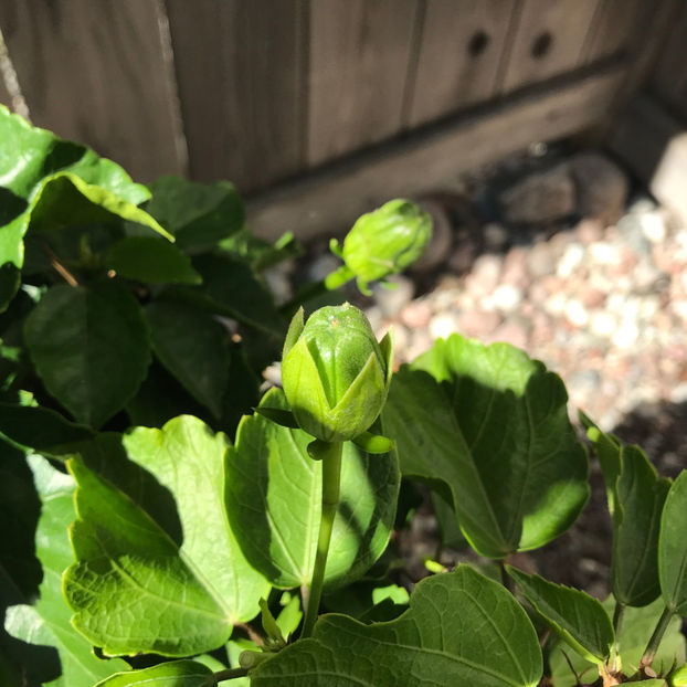  - 2018 Jurnalul gradinii