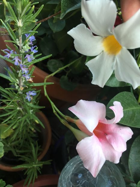 8E2E9DC3-8F5C-4F48-844A-FE10528A121E - Mandeville 2018