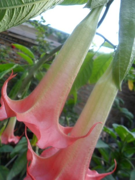  - brugmansii 2018 2