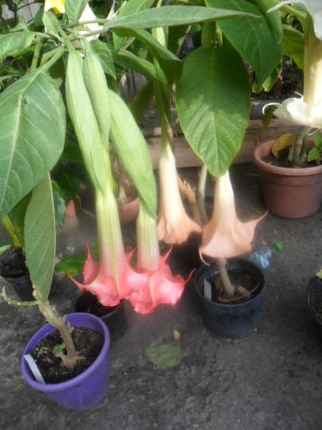  - brugmansii 2018 2