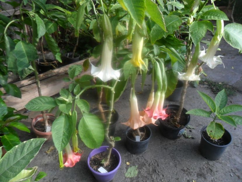  - brugmansii 2018 2