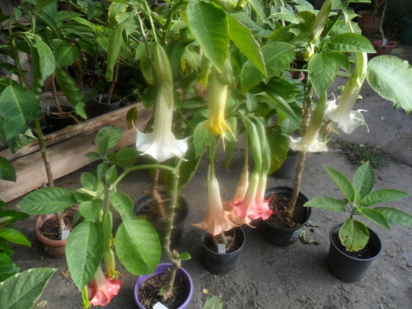  - brugmansii 2018 2