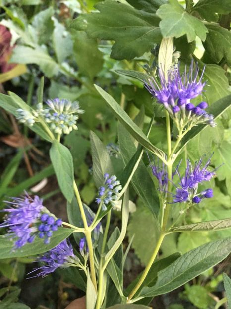 Caryopteris - Arbuști 2018