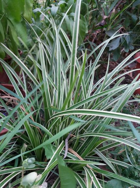  - 0Flori de interior si exterior 2018