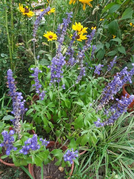  - 0Flori de interior si exterior 2018